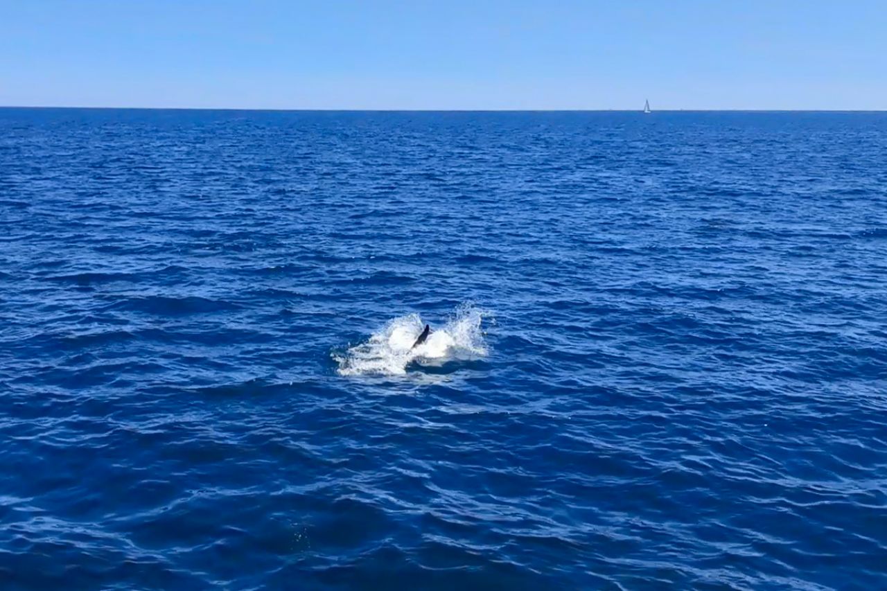 Delfini nell''Adriatico del Nord
